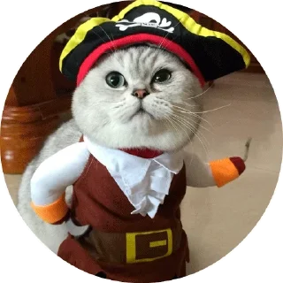 😾