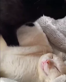 😻