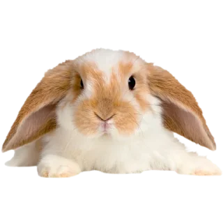 🐇