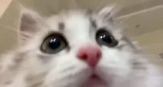 🐈
