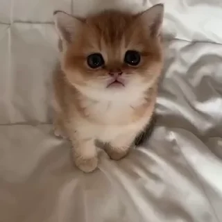 🥺