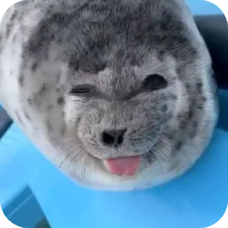 😝
