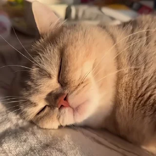 🐈‍⬛️
