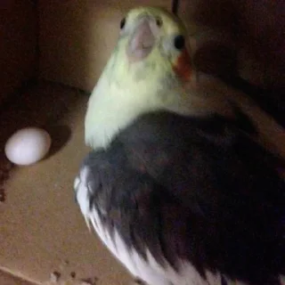 🥚