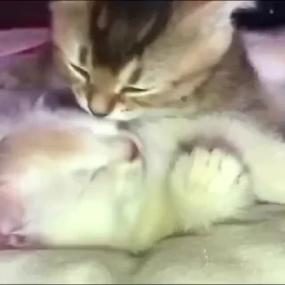 🌟