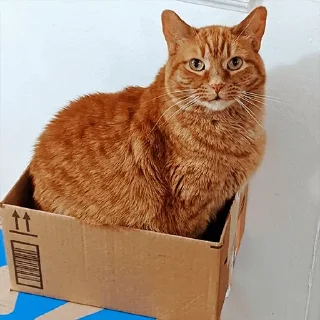 🐈