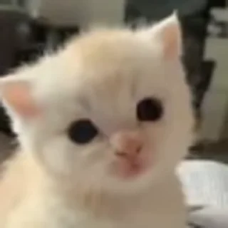 🐈‍⬛