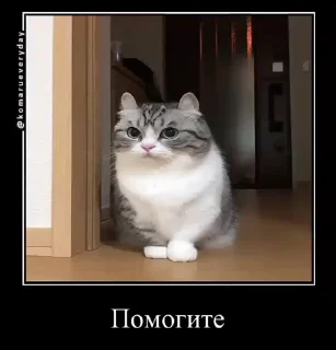Комару импак