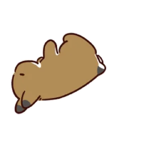 🐰