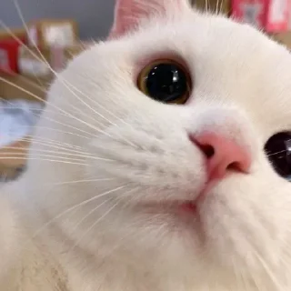 🐶