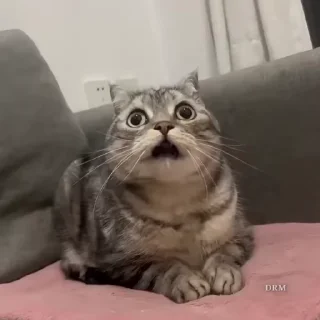 🐾