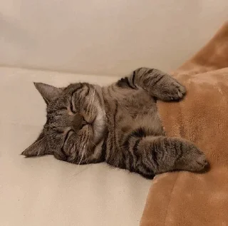 🐈