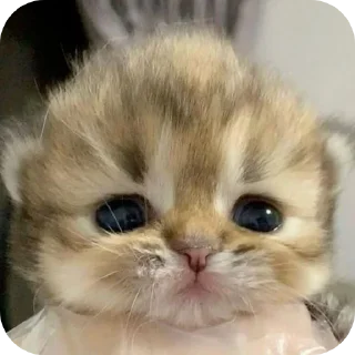 🐱