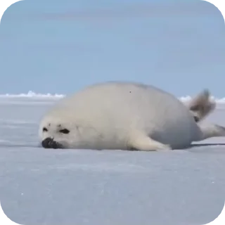 😴