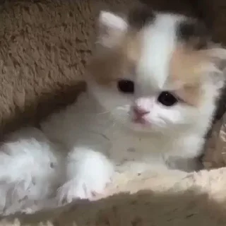 🍮
