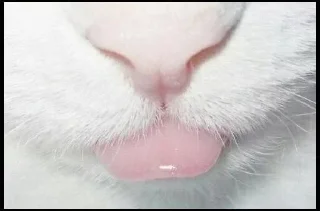 🐱