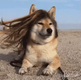✨