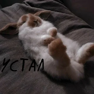 🐰