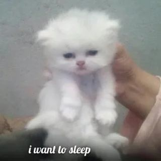 😴