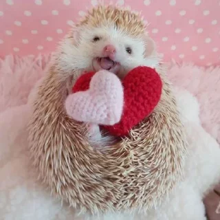 🦔