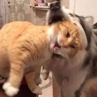 🐶