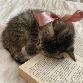 🐈