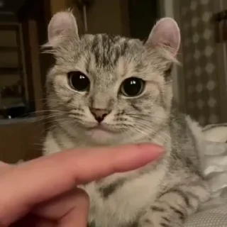 🐱