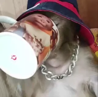 🌟