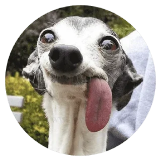 FunnyStupidDogs @stickersb2b