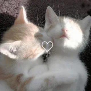 🐇