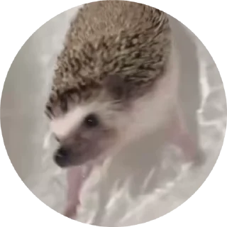 🦔