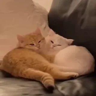 🐱