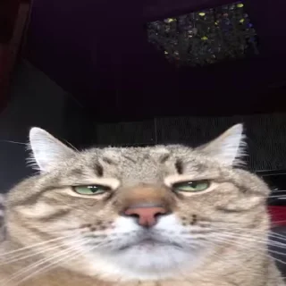 🐈