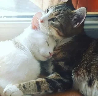 🐱