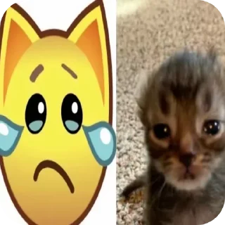 🐱