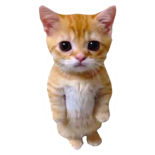 😿
