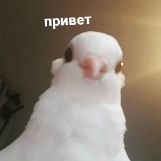 ✌️