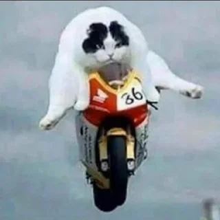 🏍