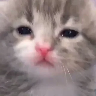 😿