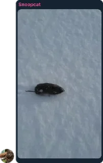 😺