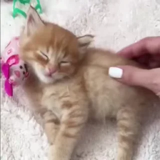 😻