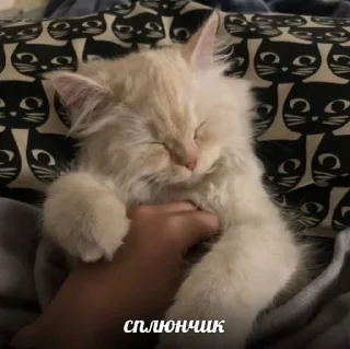 🐱