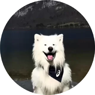 🐶