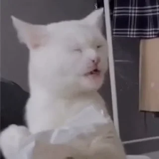 🤧