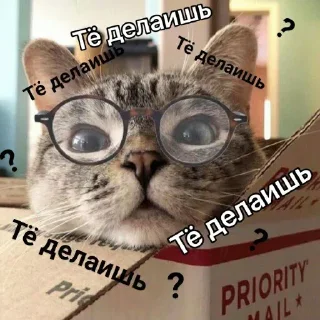 🐈