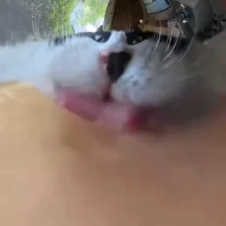 🌟