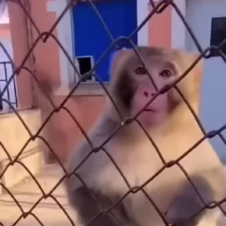 🙉