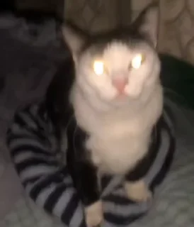 🌟