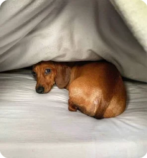 🛌