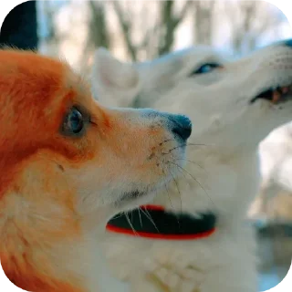 🐶